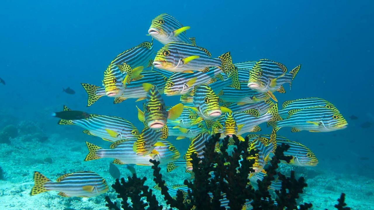 Araam Stay Hulhumale Exteriör bild